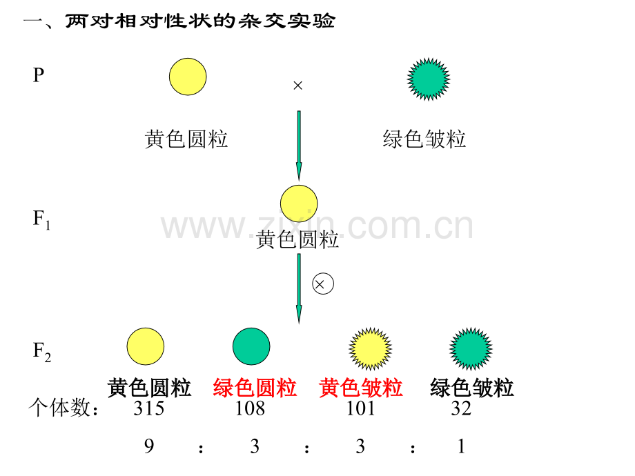 孟德尔的自由组合定律.pptx_第2页
