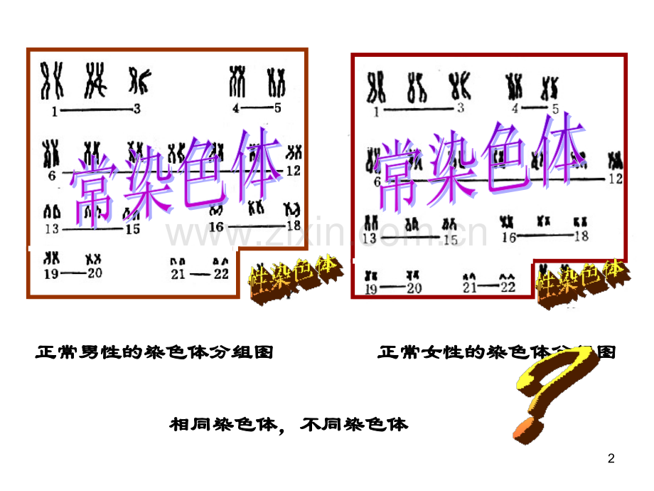 性别决定和伴性遗传---省级示范性高中所用教学PPT幻灯片课件.ppt_第2页