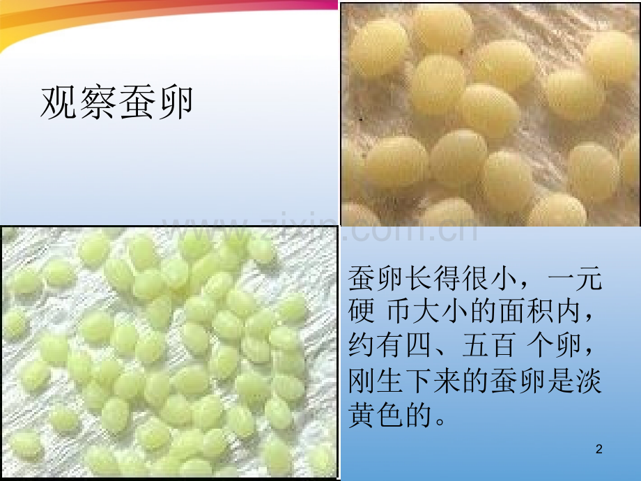 三年级科学下册-蚕的生命周期-5-教科版.ppt_第2页