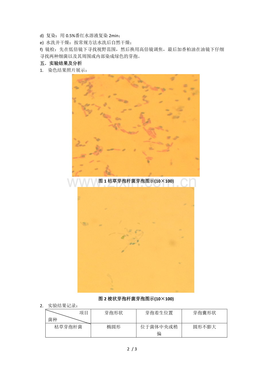 细菌芽孢染色.doc_第2页