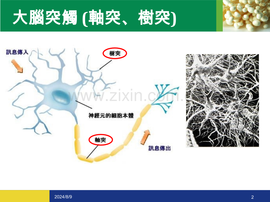 大脑突触轴突树突.pptx_第2页