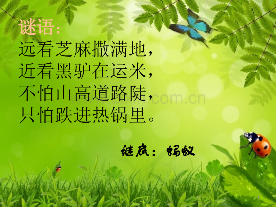 教科版小学科学《蚂蚁》.ppt_第1页