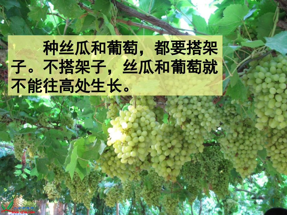 爬山虎的脚公开课精致.ppt_第1页