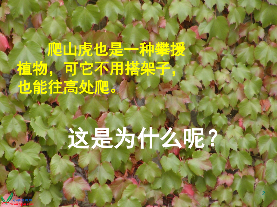 爬山虎的脚公开课精致.ppt_第2页