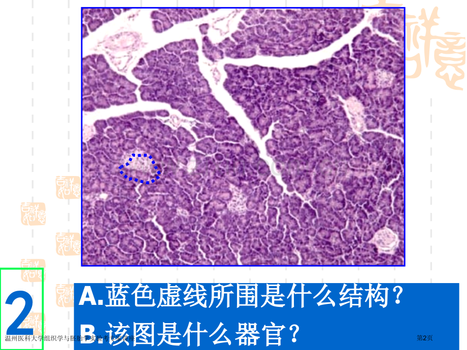 温州医科大学组织学与胚胎学实验考专家讲座.pptx_第2页