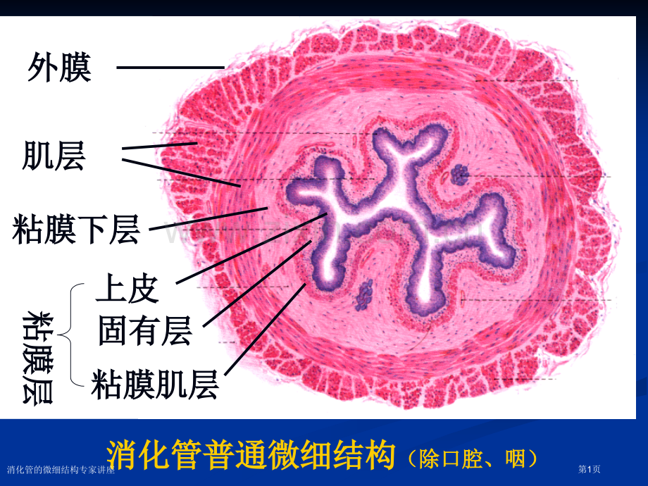 消化管的微细结构专家讲座.pptx_第1页