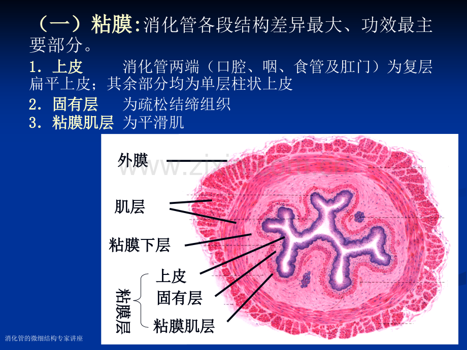 消化管的微细结构专家讲座.pptx_第2页