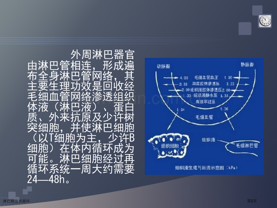 淋巴细胞再循环.pptx_第2页