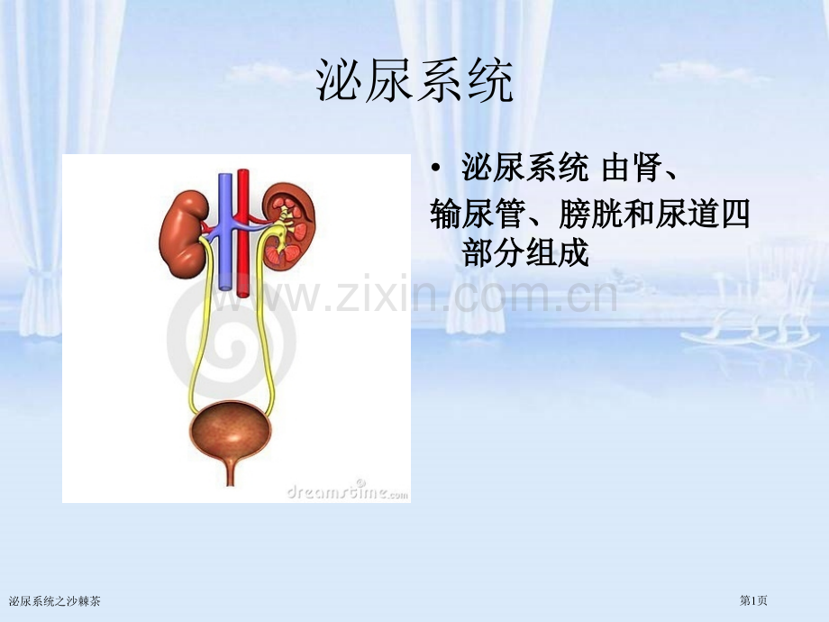 泌尿系统之沙棘茶.pptx_第1页
