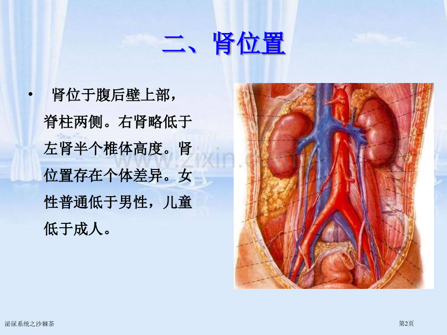 泌尿系统之沙棘茶.pptx_第2页