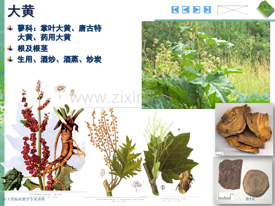 泻下药临床教学专家讲座.pptx_第1页