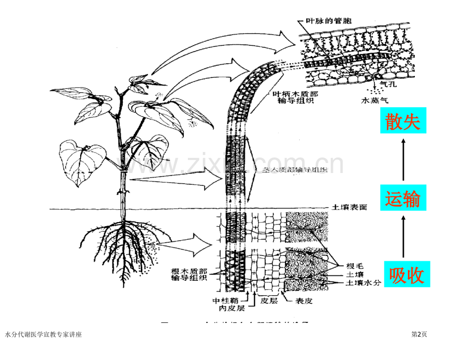 水分代谢医学宣教专家讲座.pptx_第2页