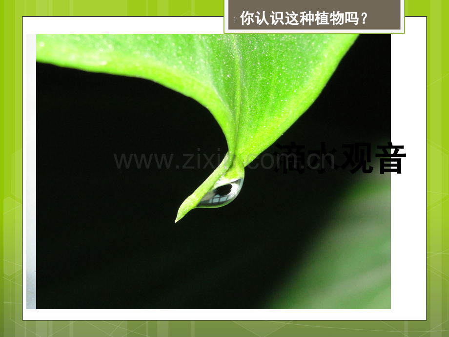 植物体内的物质运输(课堂PPT).ppt_第1页