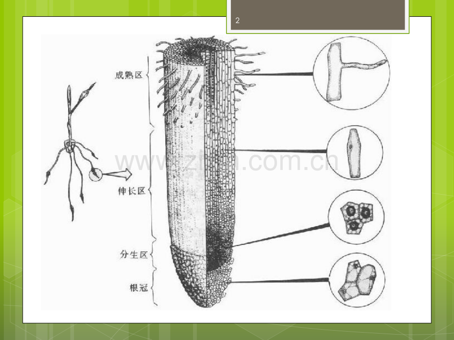 植物体内的物质运输(课堂PPT).ppt_第2页
