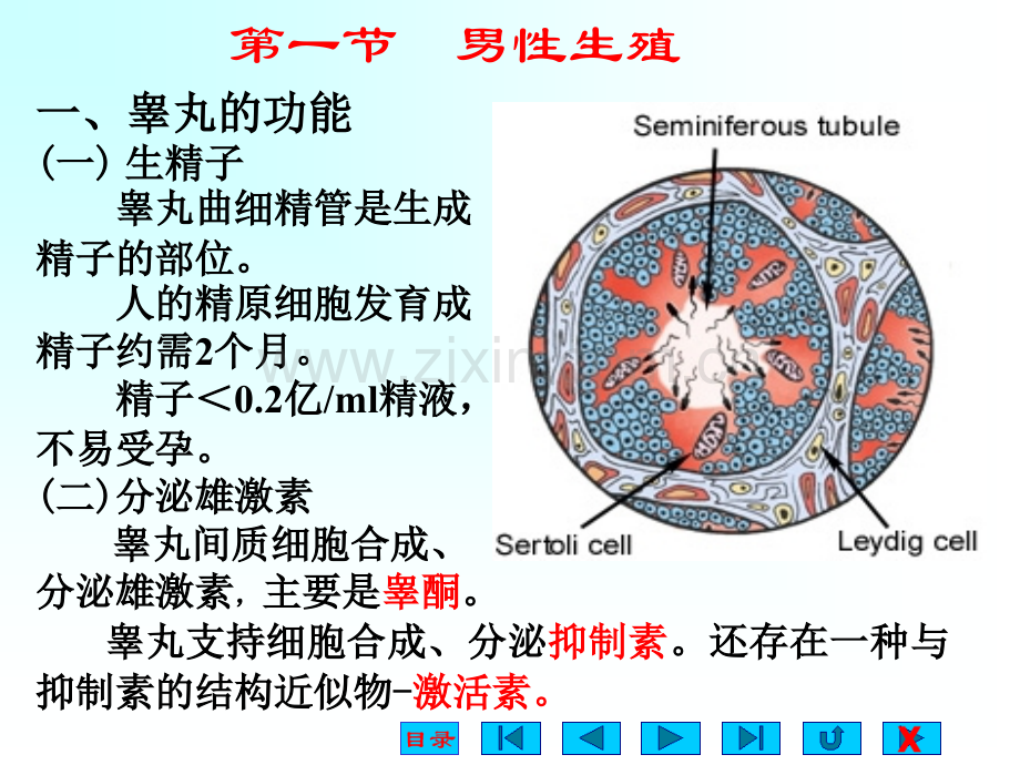 生理学-生殖(课堂PPT).ppt_第2页