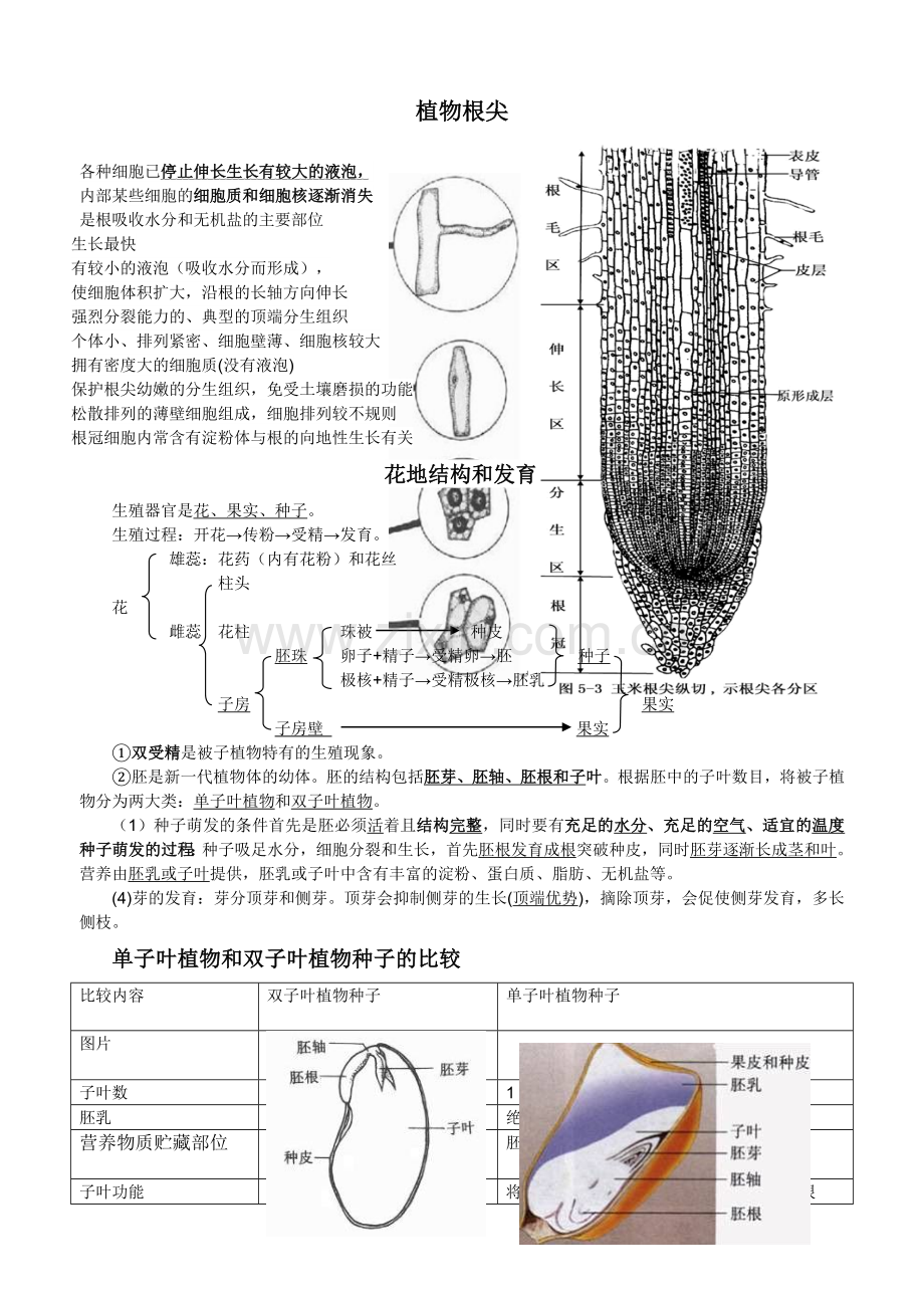 植物根尖结构示意图.doc_第1页