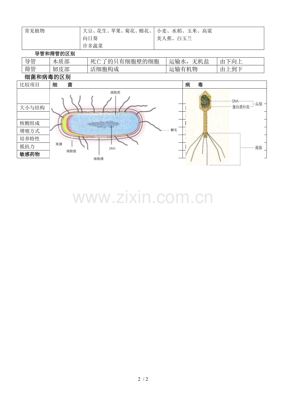植物根尖结构示意图.doc_第2页