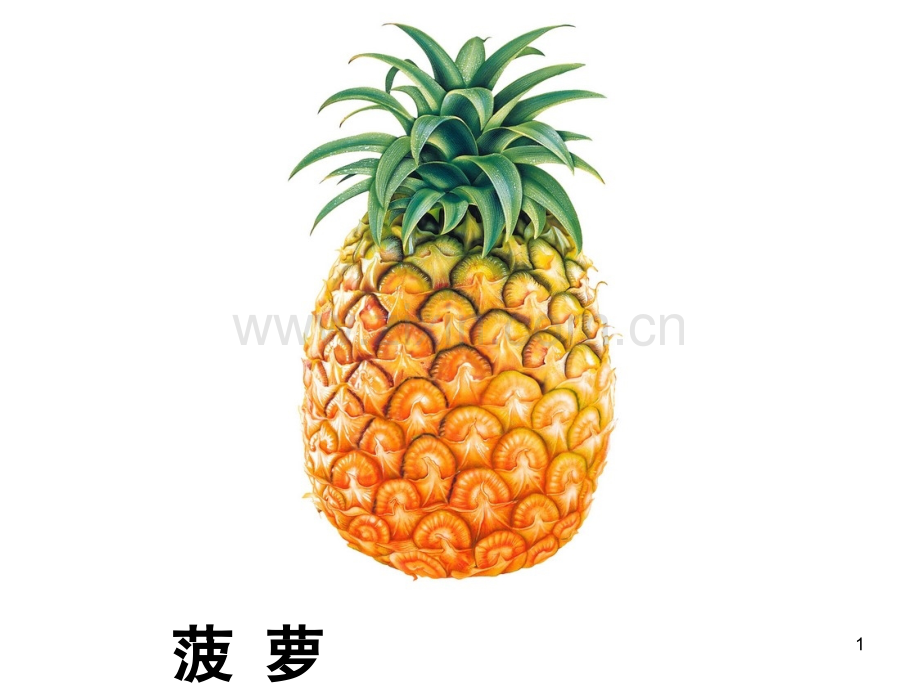 水果图片大全儿童教育幼儿PPT课件.ppt_第1页