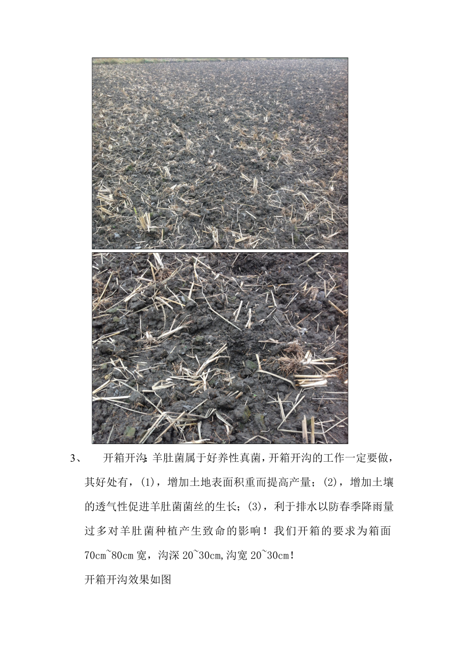 羊肚菌种植标准化操作流程.doc_第2页