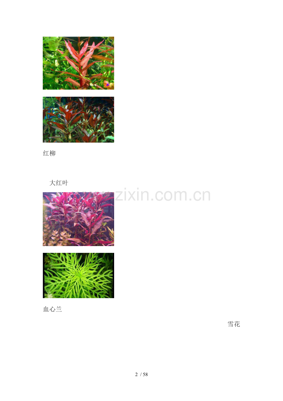 草缸新手之水草常见种类.doc_第2页
