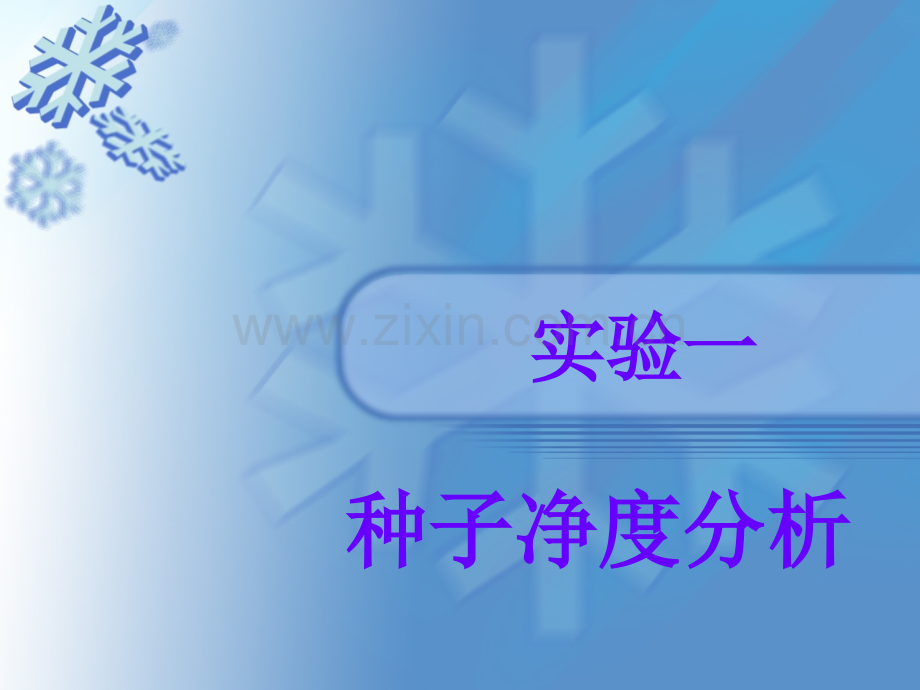 种子净度分析.ppt_第1页