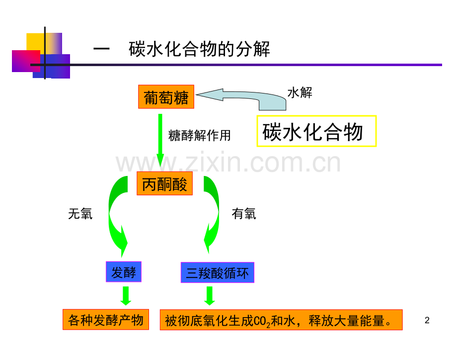 水处理生物学--污水处理中的微生物优秀PPT.ppt_第2页