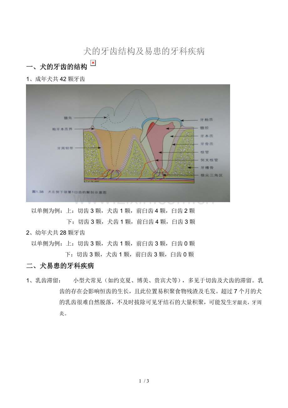 犬的牙齿结构及易患的牙科疾病.doc_第1页