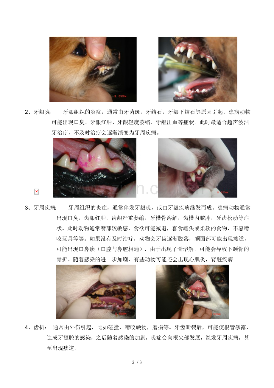犬的牙齿结构及易患的牙科疾病.doc_第2页