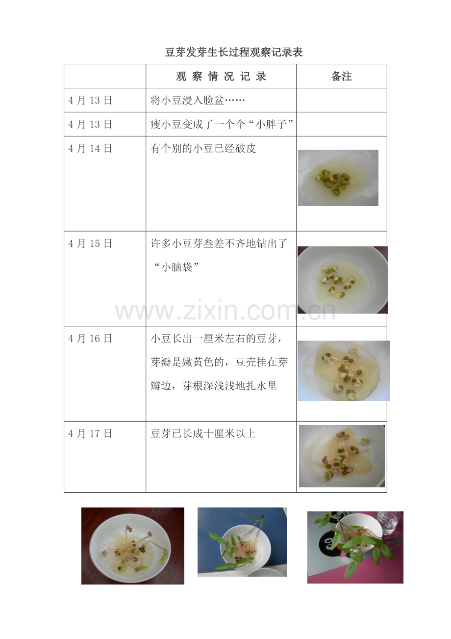 豆芽发芽生长过程观察记录表.doc_第1页