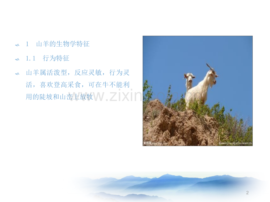 山羊养殖技术.ppt_第2页