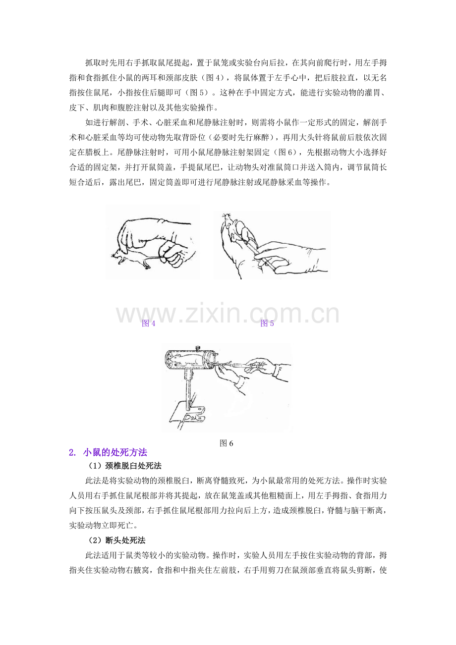 小鼠解剖.doc_第2页