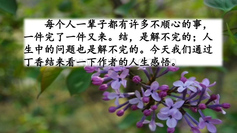部编版六年级上册语文《丁香结》教学(课堂PPT).ppt_第1页