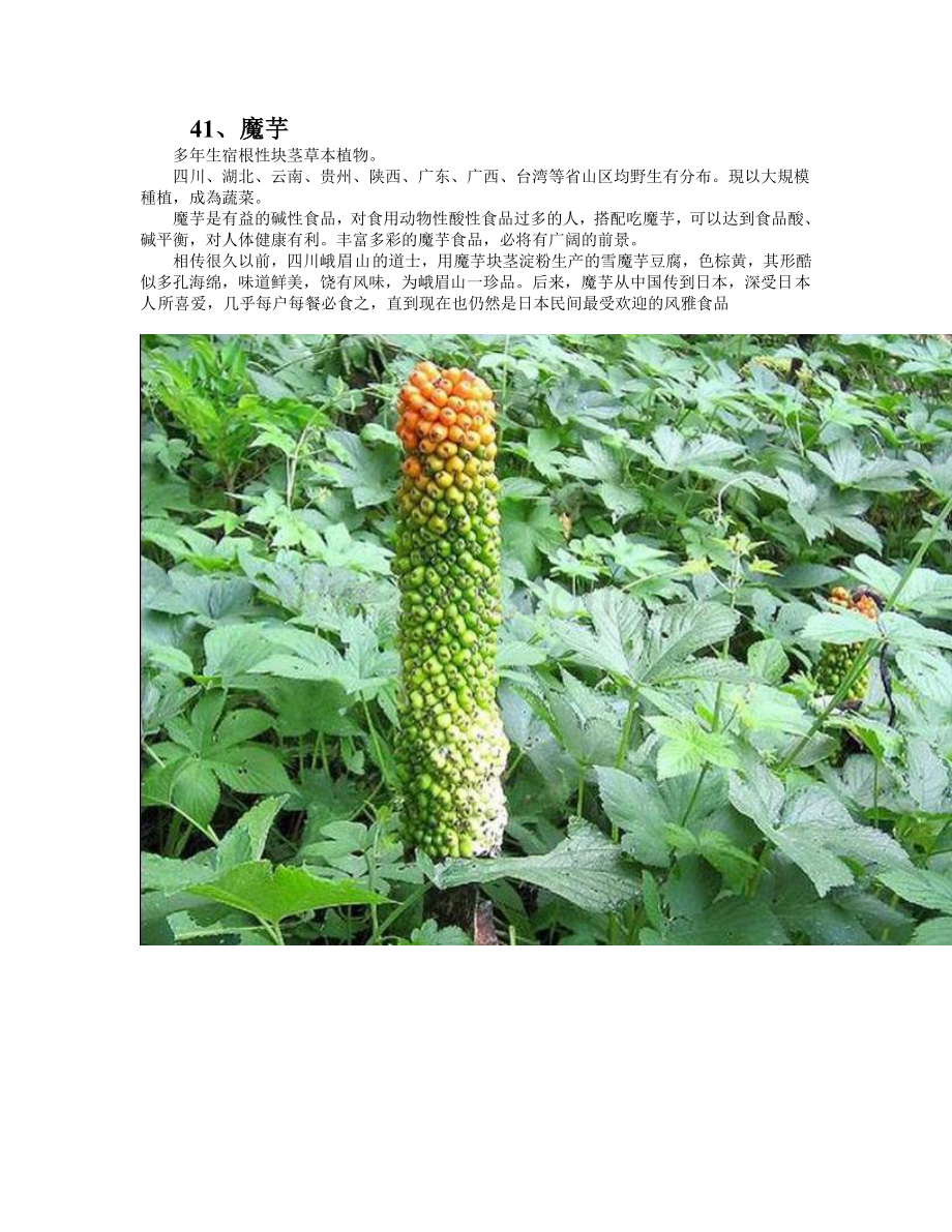 中国常见野菜及其食用3.doc_第1页