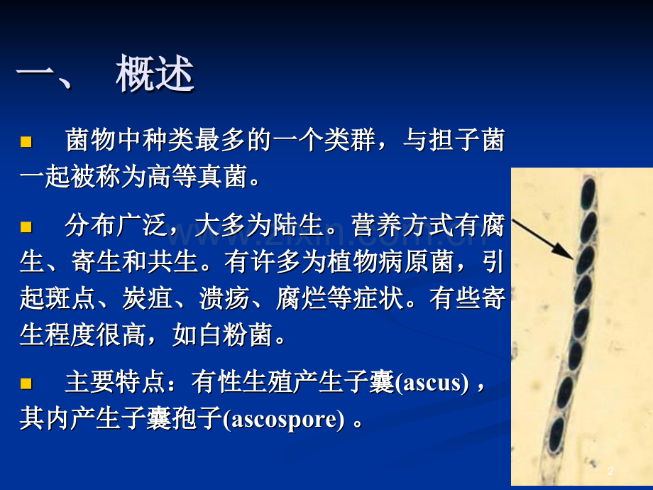 子囊菌门菌物-新.ppt_第2页