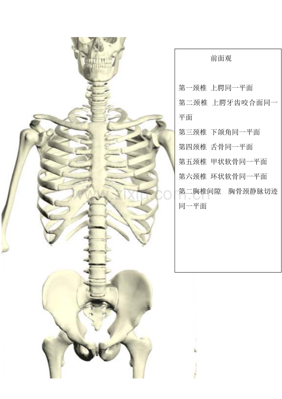 人体体表标志.doc_第2页