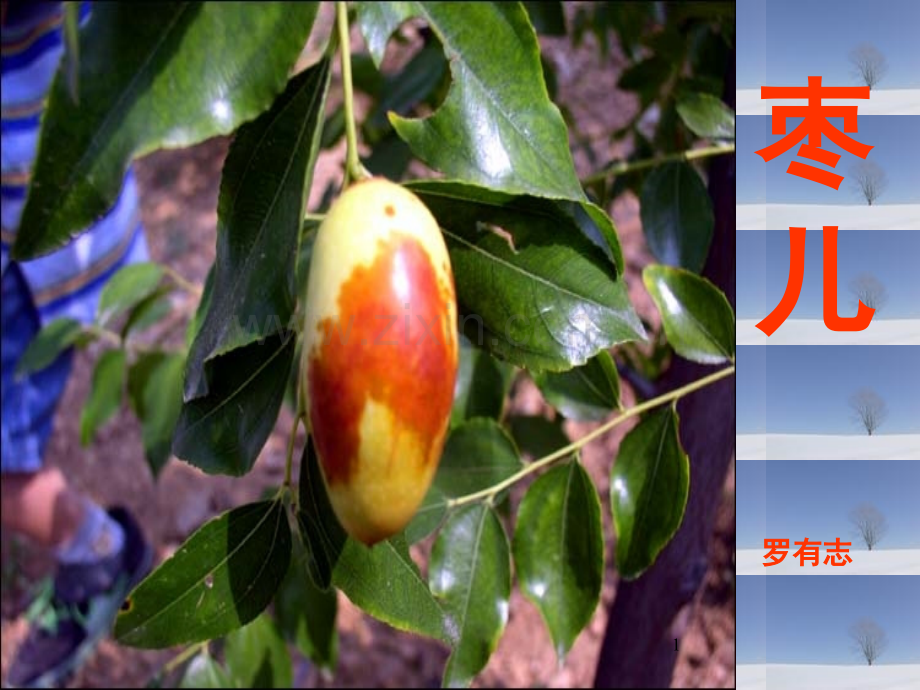 《枣儿》(课堂PPT).ppt_第1页