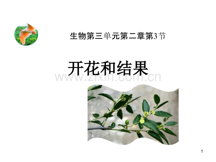 《开花和结果》课件PPT.ppt_第1页