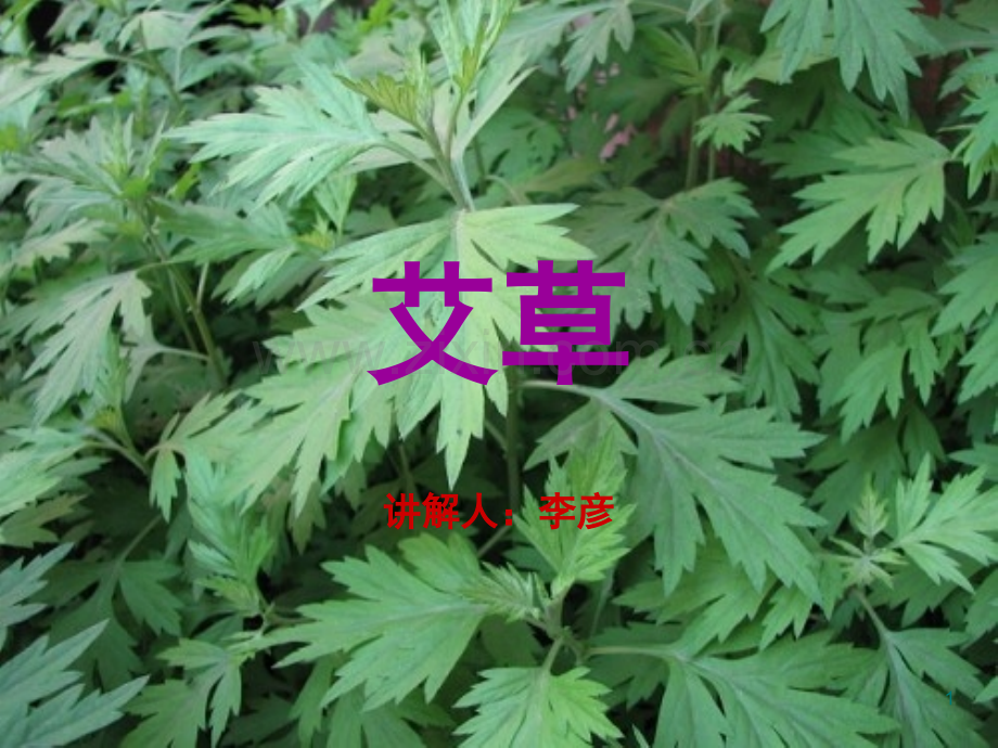 艾草(课堂PPT).ppt_第1页