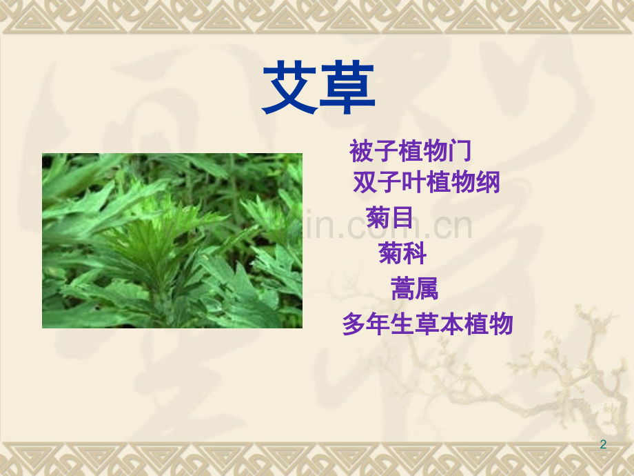 艾草(课堂PPT).ppt_第2页