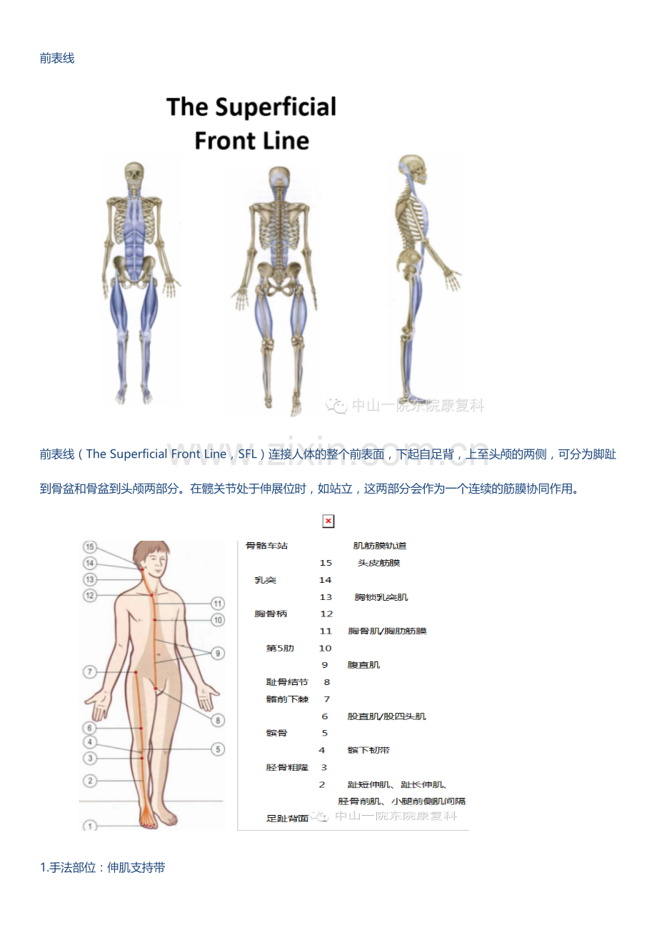 12条肌膜链及松解手法.doc_第1页