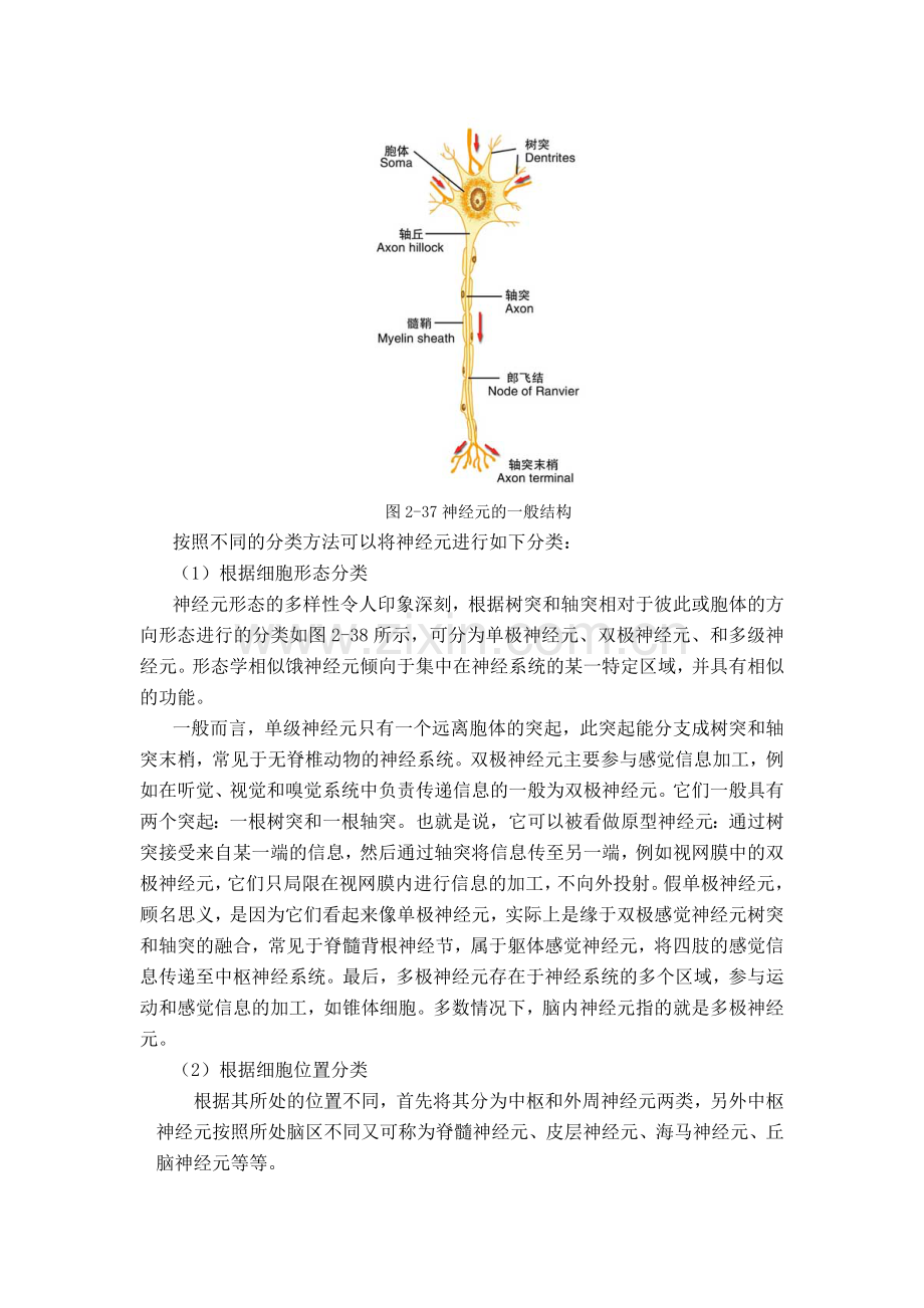 神经元的结构、分类和功能.doc_第2页