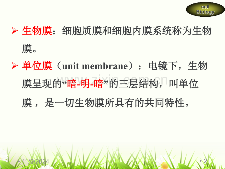 第五章细胞的内膜系统和囊泡运输(课堂PPT).ppt_第2页