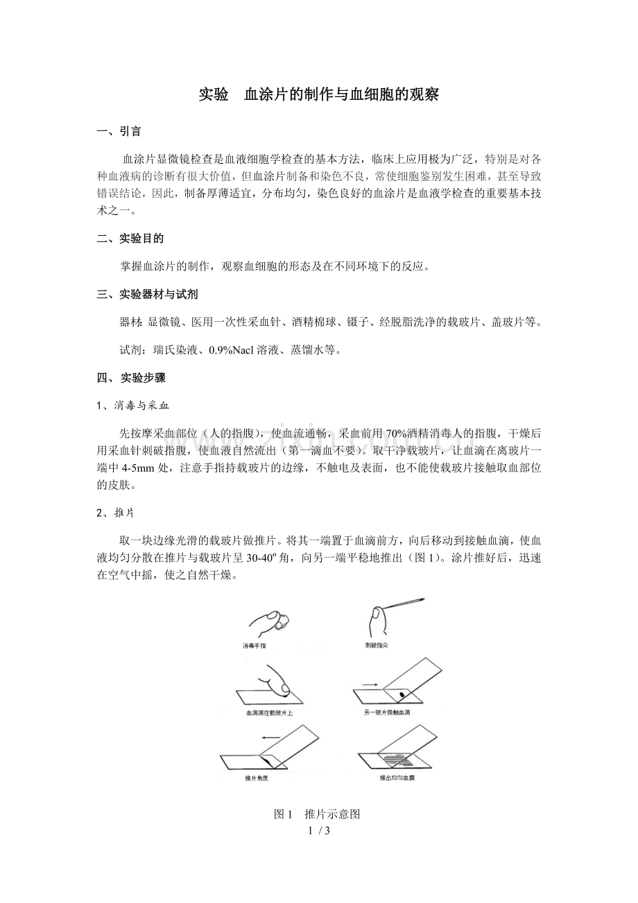 实验--血涂片的制作与血细胞的观察.doc_第1页