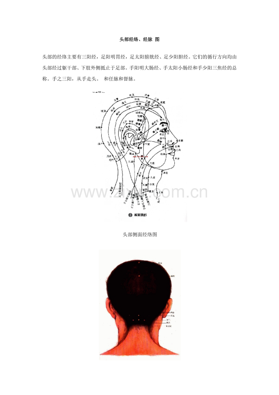 头部经络.doc_第1页