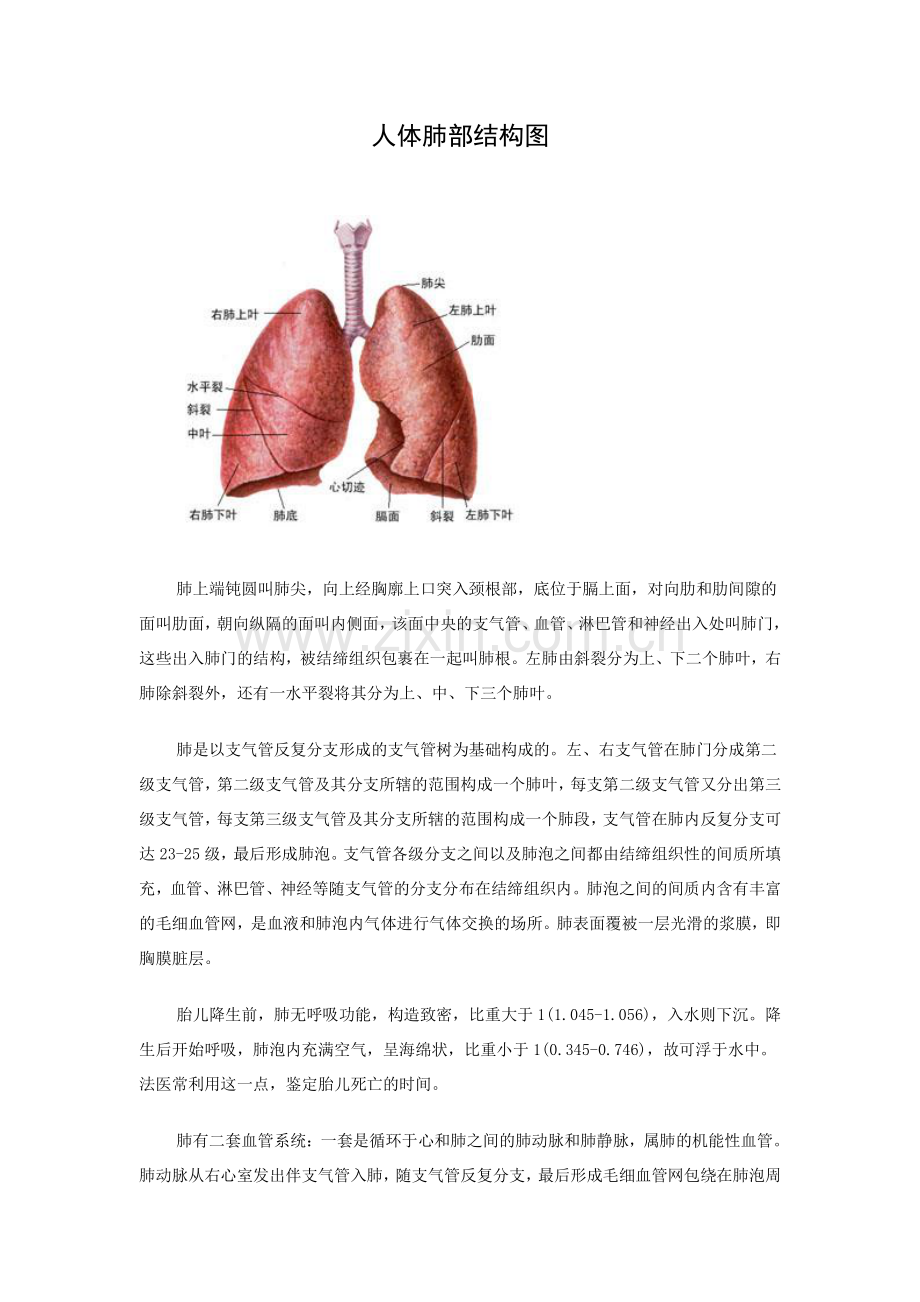人体肺部结构图.doc_第1页