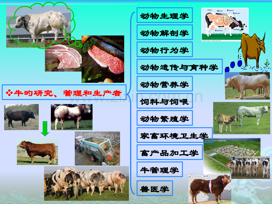 牛饲养管理技术培训课件.pptx_第2页