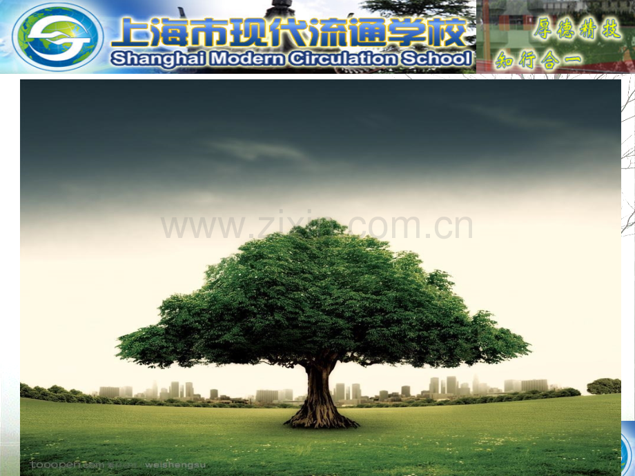 冬天请不要砍树.pptx_第2页