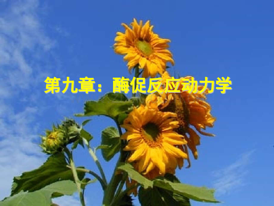 酶促反应动力学.pptx_第1页