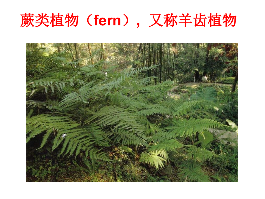 25蕨类植物讲解.pptx_第2页