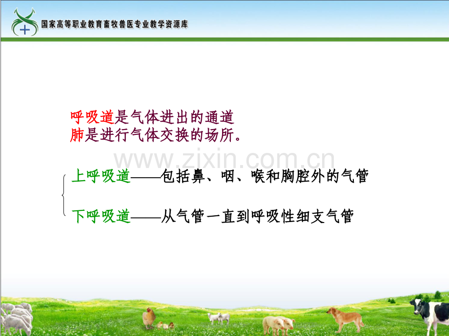 任务1呼吸系统的组成及其形态位置及结构.pptx_第2页